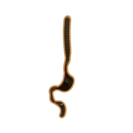 7.0 Ribbon Tail Worm